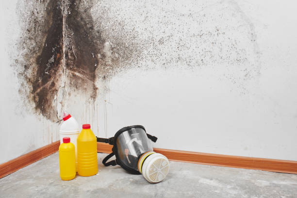 Best Certified Mold Removal  in Woodridge, IL