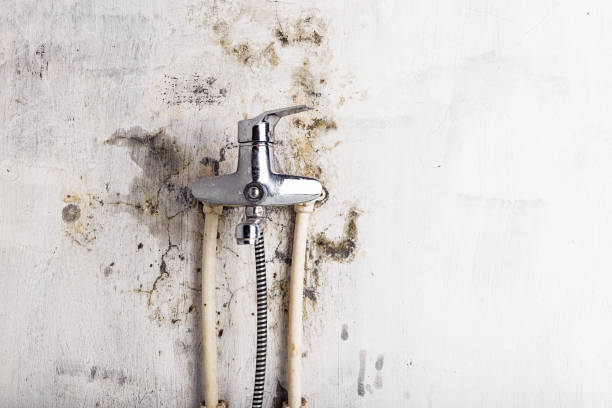 Woodridge, IL Mold Removal Company