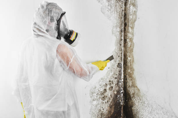 Best Attic Mold Removal  in Woodridge, IL