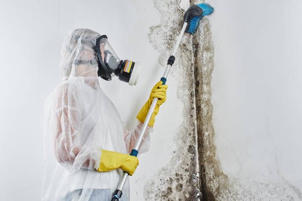 Mold Removal Process in Woodridge, IL