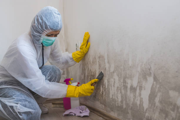 Home Mold Removal in Woodridge, IL