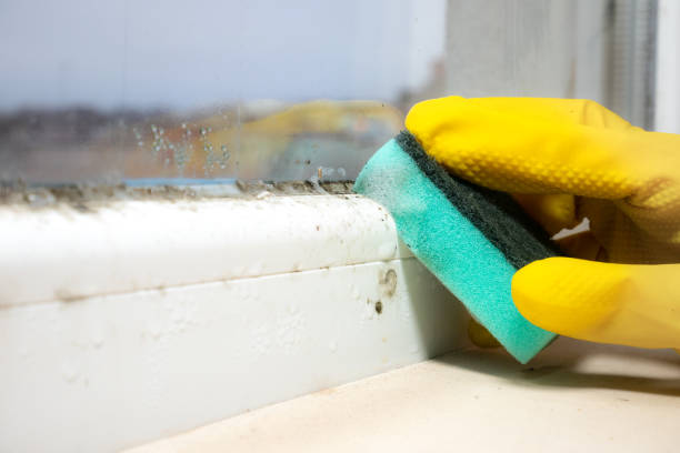 Best Office Mold Removal Services  in Woodridge, IL