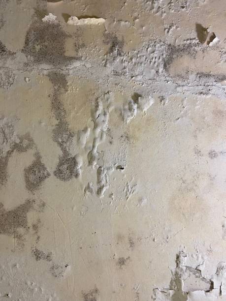 Best Mold Removal Near Me  in Woodridge, IL