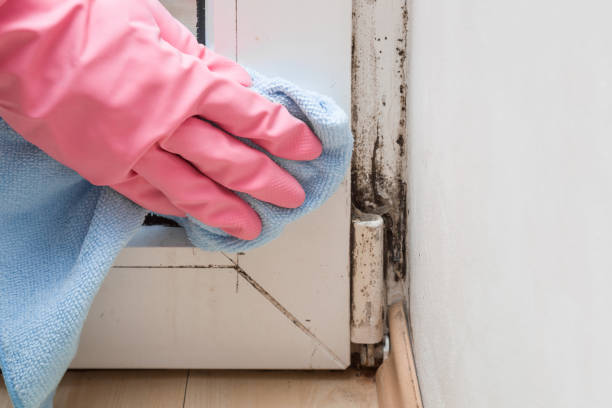 Best Mold Testing  in Woodridge, IL