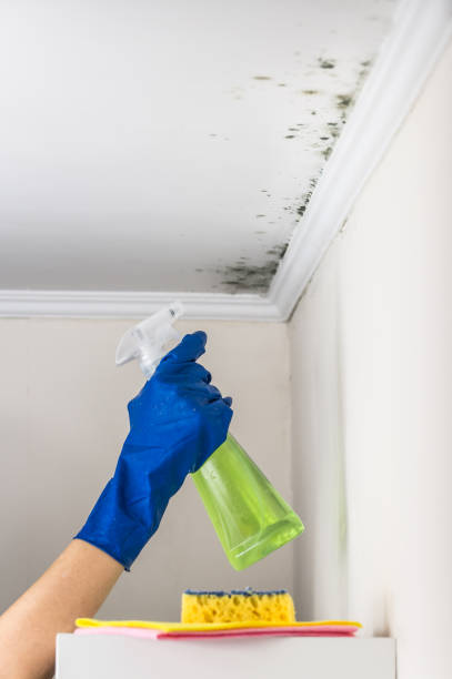 Best Mold Testing  in Woodridge, IL