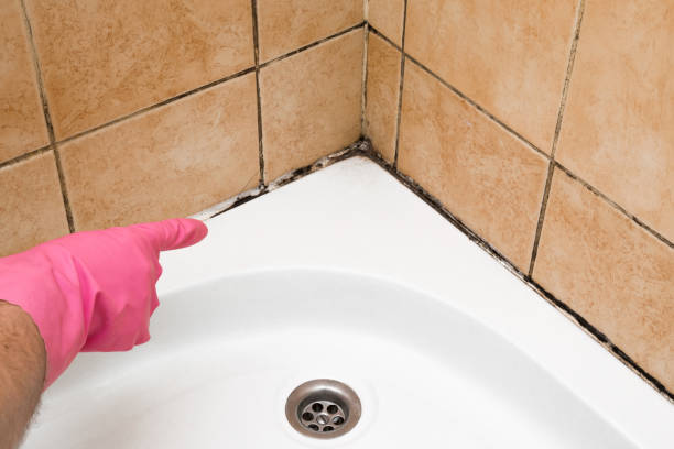 Best Home Mold Removal  in Woodridge, IL