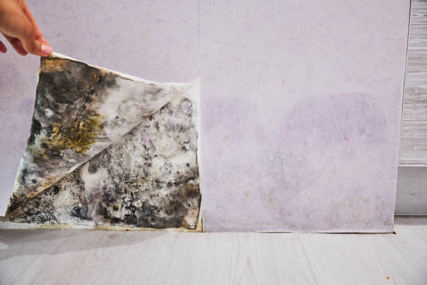 Best Mold Removal Process  in Woodridge, IL